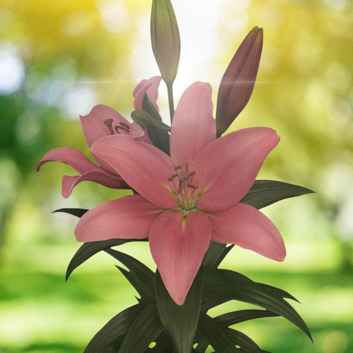 Lily Twin Flame Atlantis - La Hybrid Double 14/16Leo Berbee Bulb